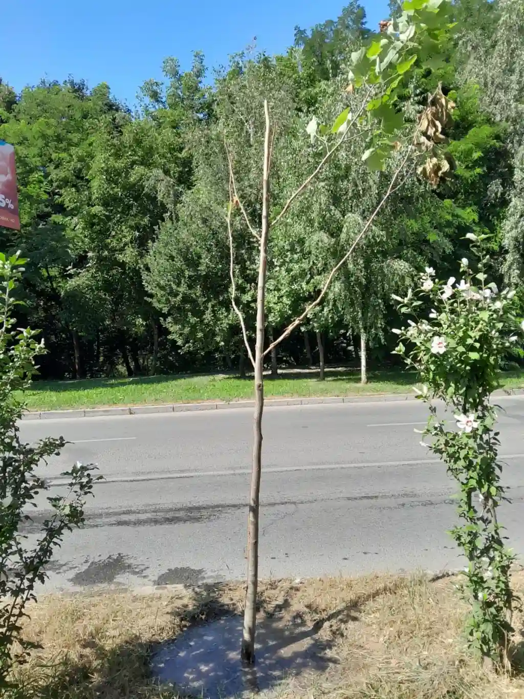 У Чернівцях вандали пошкодили нове дерево на вулиці Воробкевича