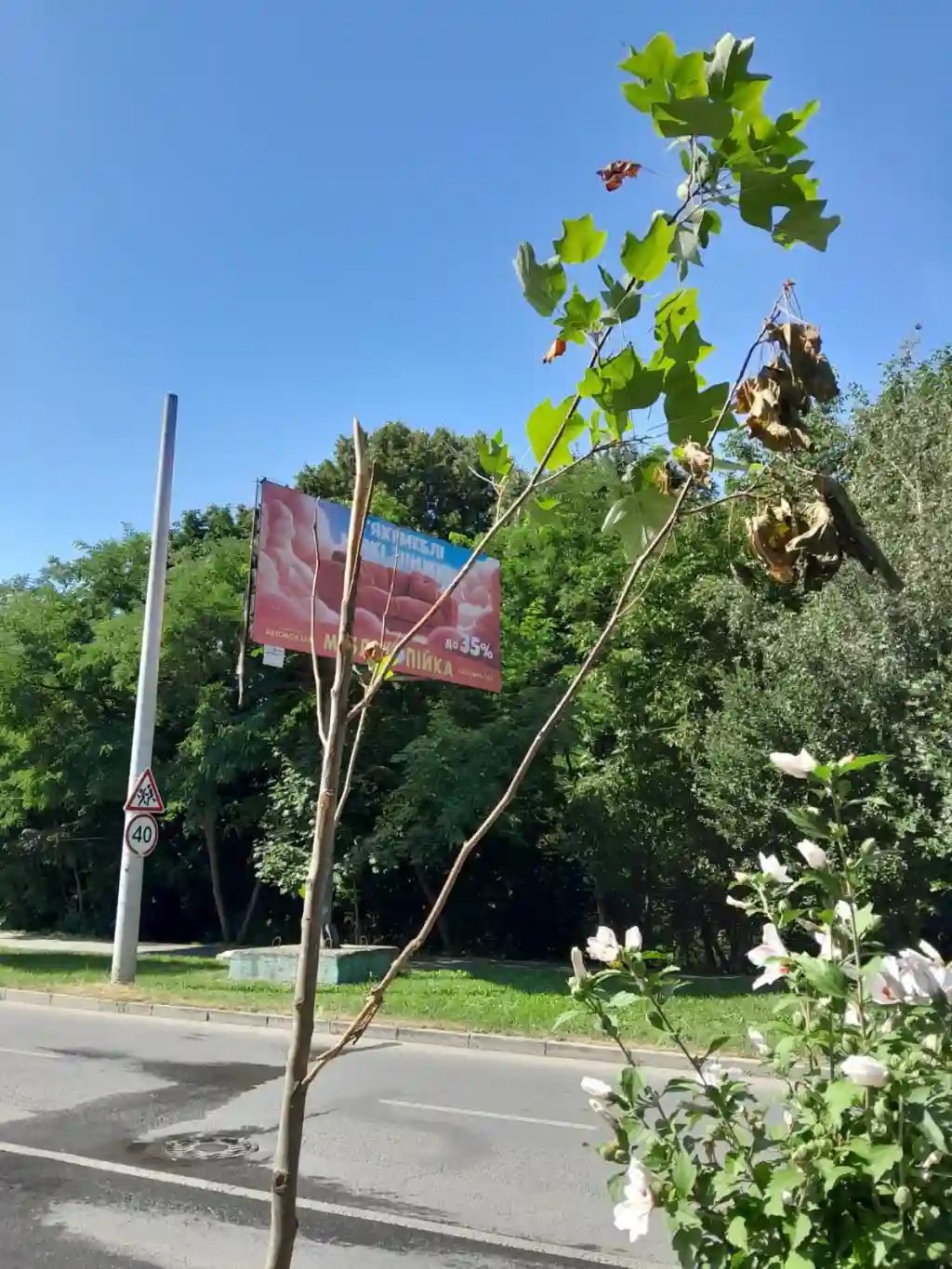 У Чернівцях вандали пошкодили нове дерево на вулиці Воробкевича