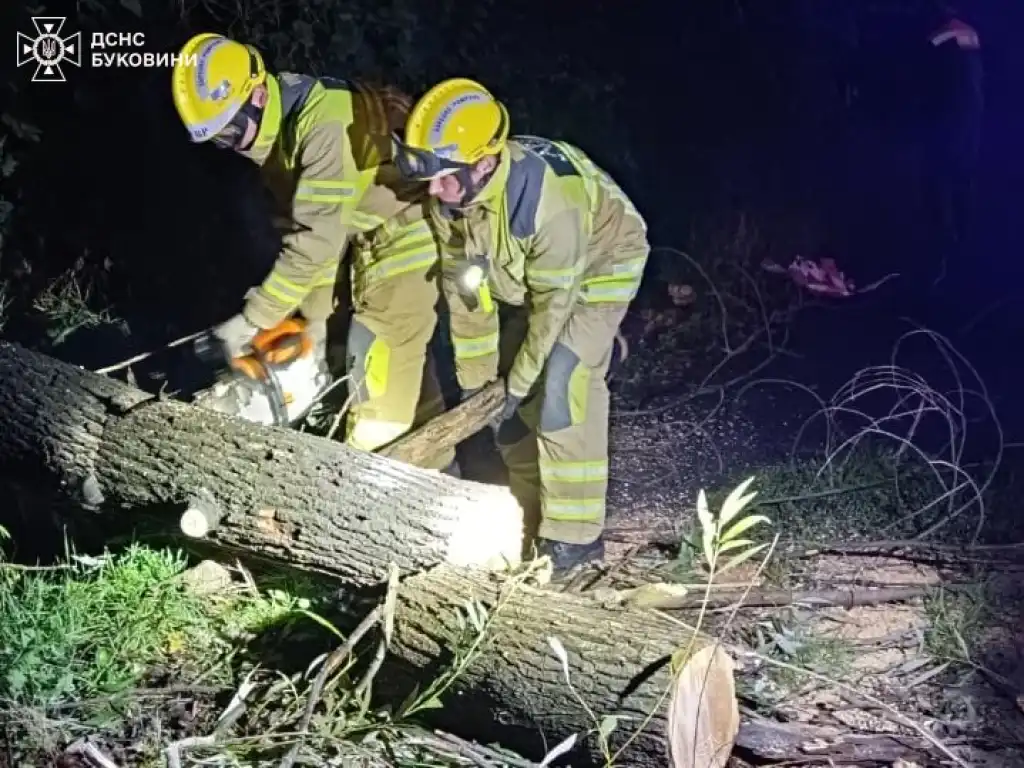 У Чернівцях повалене дерево заблокувало дорогу та пошкодило електропроводи