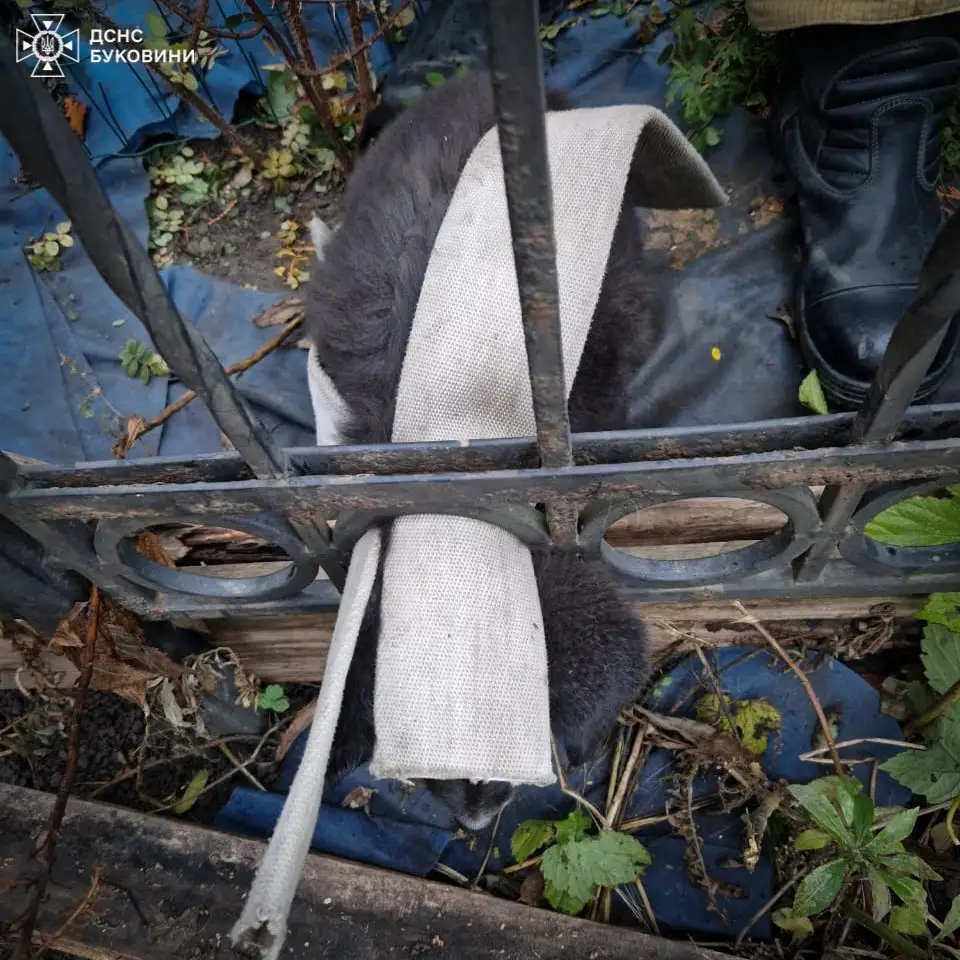На Буковині рятувальники визволили цуценя, що застрягло в металевому паркані