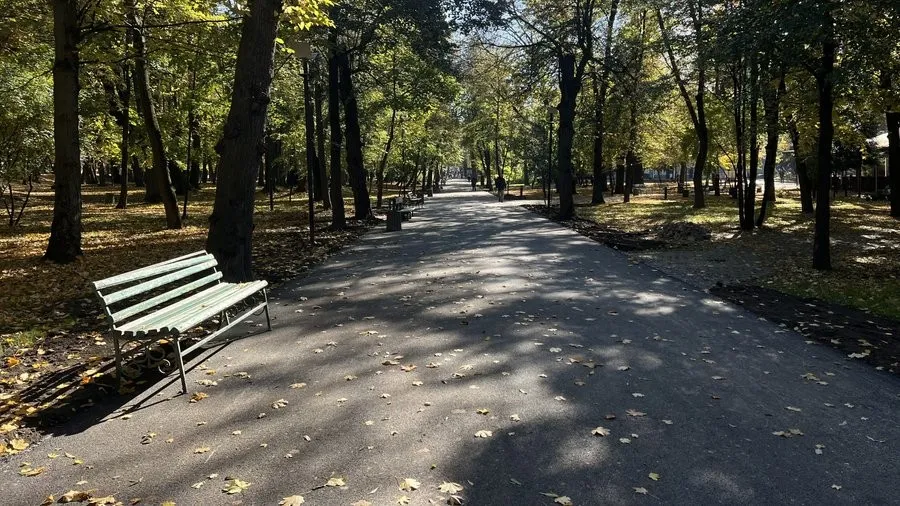 У Чернівцях цього року зрізали в п’ять разів більше дерев, ніж посадили: що стало причиною