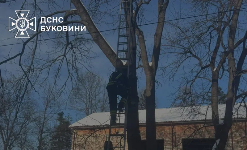 На Буковині кішка опинилася у пастці на дереві — на допомогу прийшли рятувальники