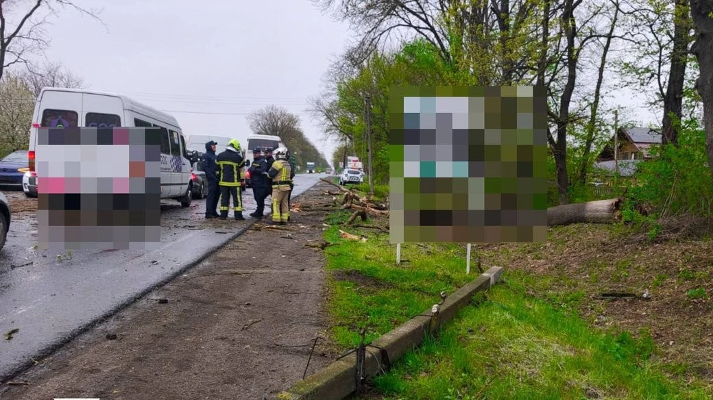 Пориви вітру на Буковині повалили дерево на дорогу та пошкодили автобус з дітьми